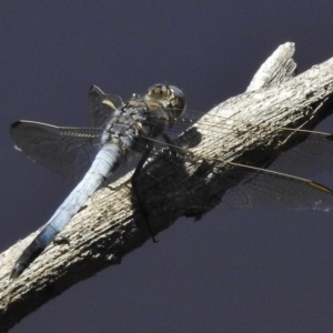 Orthetrum caledonicum at Gungahlin, ACT - 11 Nov 2016