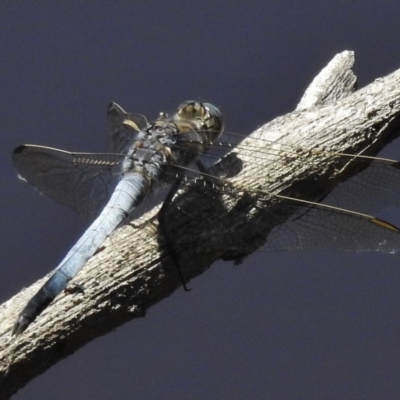 Orthetrum caledonicum (Blue Skimmer) at Gungahlin, ACT - 11 Nov 2016 by JohnBundock