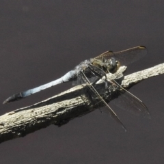 Orthetrum caledonicum at Gungahlin, ACT - 11 Nov 2016