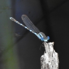 Austrolestes leda (Wandering Ringtail) at Mulligans Flat - 11 Nov 2016 by JohnBundock