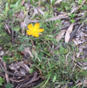 Hypericum gramineum at Bungendore, NSW - 12 Nov 2016 11:39 AM