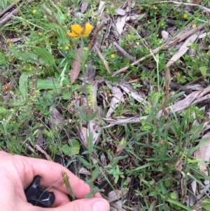 Hypericum gramineum at Bungendore, NSW - 12 Nov 2016 11:39 AM