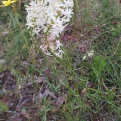 Stackhousia monogyna (Creamy Candles) at Bungendore, NSW - 12 Nov 2016 by yellowboxwoodland