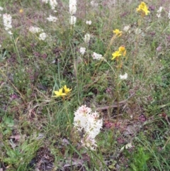 Stackhousia monogyna at Bungendore, NSW - 12 Nov 2016 11:42 AM