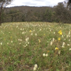 Stackhousia monogyna at Bungendore, NSW - 12 Nov 2016 11:42 AM