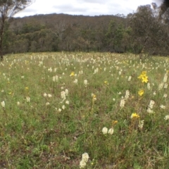 Stackhousia monogyna at Bungendore, NSW - 12 Nov 2016