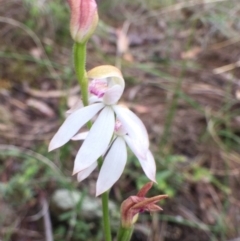 Caladenia moschata (Musky Caps) at Bungendore, NSW - 12 Nov 2016 by yellowboxwoodland