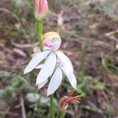 Caladenia moschata (Musky Caps) at QPRC LGA - 12 Nov 2016 by yellowboxwoodland