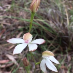 Caladenia moschata at Bungendore, NSW - 12 Nov 2016