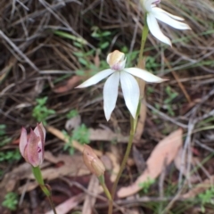 Caladenia moschata at Bungendore, NSW - 12 Nov 2016