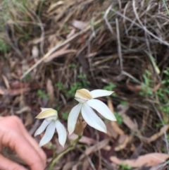 Caladenia moschata at Bungendore, NSW - 12 Nov 2016