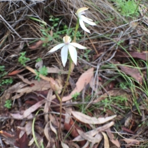 Caladenia moschata at Bungendore, NSW - 12 Nov 2016