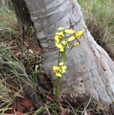 Diuris sulphurea (Tiger Orchid) at QPRC LGA - 12 Nov 2016 by yellowboxwoodland
