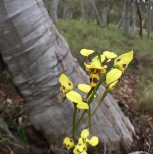 Diuris sulphurea at Bungendore, NSW - 12 Nov 2016