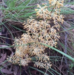 Lomandra multiflora (Many-flowered Matrush) at QPRC LGA - 12 Nov 2016 by yellowboxwoodland