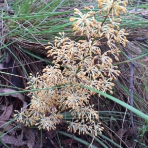 Lomandra multiflora at Bungendore, NSW - 12 Nov 2016