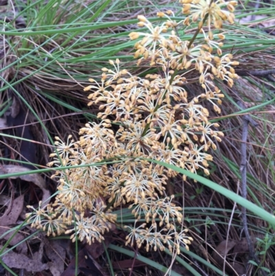 Lomandra multiflora (Many-flowered Matrush) at QPRC LGA - 12 Nov 2016 by yellowboxwoodland