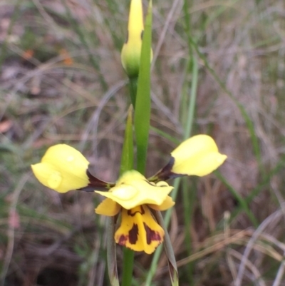 Diuris sulphurea (Tiger Orchid) at QPRC LGA - 12 Nov 2016 by yellowboxwoodland