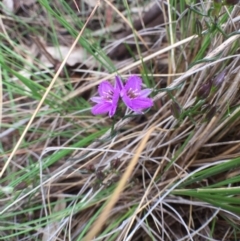 Thysanotus patersonii (Twining Fringe Lily) at Bungendore, NSW - 12 Nov 2016 by yellowboxwoodland