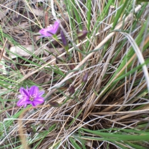 Thysanotus patersonii at Bungendore, NSW - 12 Nov 2016 11:55 AM