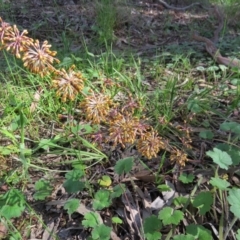 Lomandra multiflora at Nicholls, ACT - 29 Oct 2016