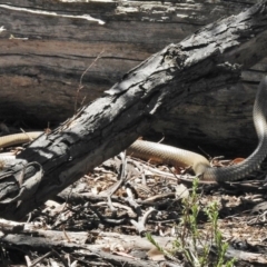 Pseudonaja textilis (Eastern Brown Snake) at Gungahlin, ACT - 11 Nov 2016 by JohnBundock
