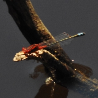 Xanthagrion erythroneurum (Red & Blue Damsel) at Gungahlin, ACT - 11 Nov 2016 by JohnBundock