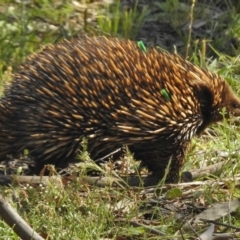 Tachyglossus aculeatus (Short-beaked Echidna) at Mulligans Flat - 11 Nov 2016 by JohnBundock