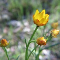 Xerochrysum viscosum (Sticky Everlasting) at Nicholls, ACT - 29 Oct 2016 by gavinlongmuir