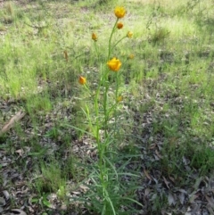 Xerochrysum viscosum at Nicholls, ACT - 29 Oct 2016 02:36 PM