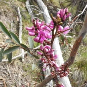 Indigofera australis subsp. australis at Rendezvous Creek, ACT - 8 Nov 2016 02:05 PM