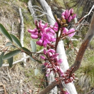 Indigofera australis subsp. australis at Rendezvous Creek, ACT - 8 Nov 2016