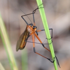 Harpobittacus australis (Hangingfly) at Aranda, ACT - 12 Nov 2016 by David