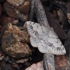 Taxeotis intextata (Looper Moth, Grey Taxeotis) at Aranda, ACT - 12 Nov 2016 by David