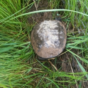 Chelodina longicollis at Harrison, ACT - 30 Oct 2016