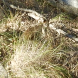 Wallabia bicolor at Canberra Central, ACT - 11 Nov 2016