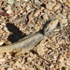 Pogona barbata (Eastern Bearded Dragon) at Black Mountain - 11 Nov 2016 by MichaelMulvaney