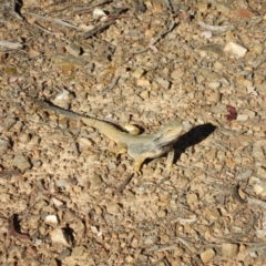 Pogona barbata at Canberra Central, ACT - 11 Nov 2016