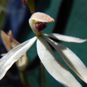 Caladenia cucullata at Point 114 - 11 Nov 2016