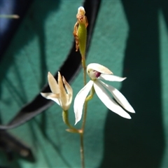 Caladenia cucullata at Point 114 - 11 Nov 2016