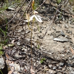 Caladenia cucullata at Point 114 - 11 Nov 2016