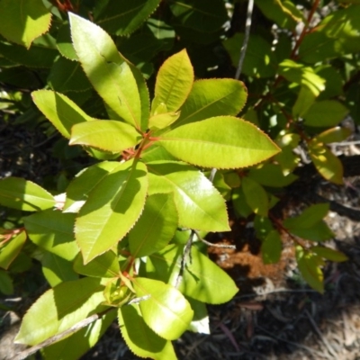 Arbutus unedo (Strawberry Tree) at Point 114 - 11 Nov 2016 by MichaelMulvaney