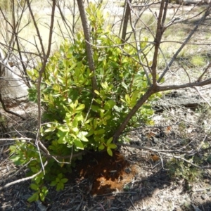 Arbutus unedo at O'Connor, ACT - 11 Nov 2016