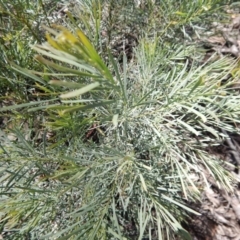 Acacia linifolia (White Wattle) at Point 114 - 11 Nov 2016 by MichaelMulvaney