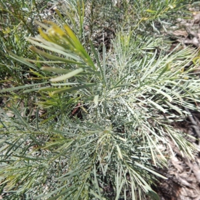 Acacia linifolia (White Wattle) at Point 114 - 11 Nov 2016 by MichaelMulvaney