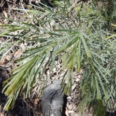 Acacia linifolia at O'Connor, ACT - 11 Nov 2016