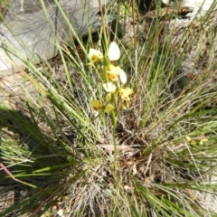 Diuris sulphurea (Tiger Orchid) at Canberra Central, ACT - 11 Nov 2016 by MichaelMulvaney