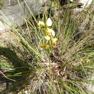 Diuris sulphurea at Point 3232 - 11 Nov 2016