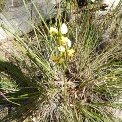 Diuris sulphurea (Tiger Orchid) at Canberra Central, ACT - 11 Nov 2016 by MichaelMulvaney