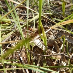 Diuris sulphurea at Undefined Area - suppressed